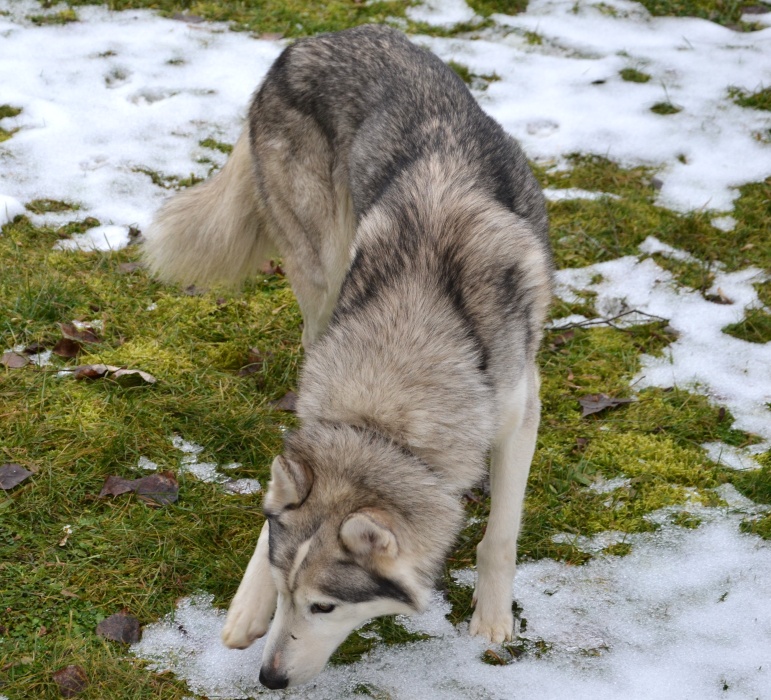 Čistokrvné psie plemeno - husky