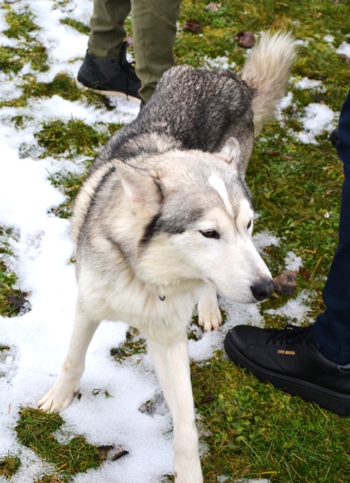 Čistokrvné psie plemeno - husky