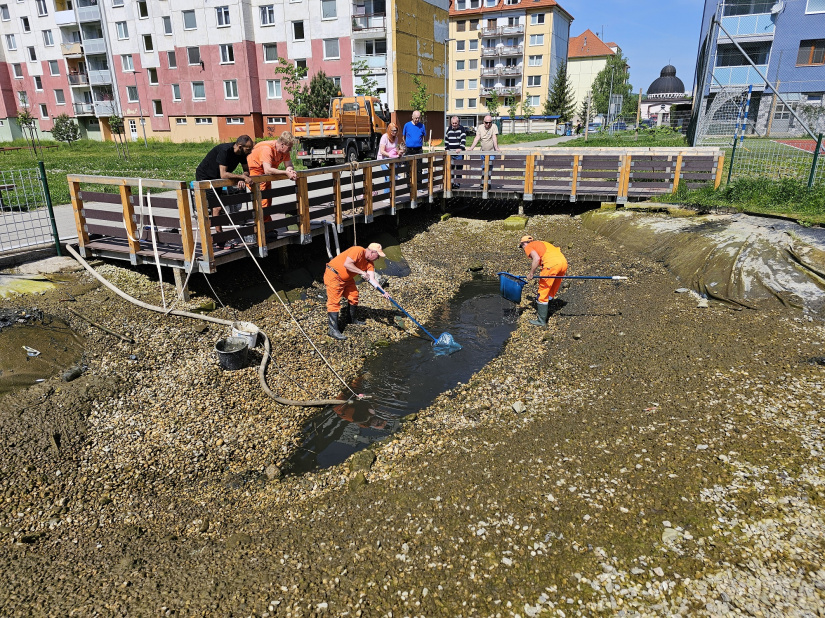 Čistenie jazierka (Sídlisko pod Sokolejom)